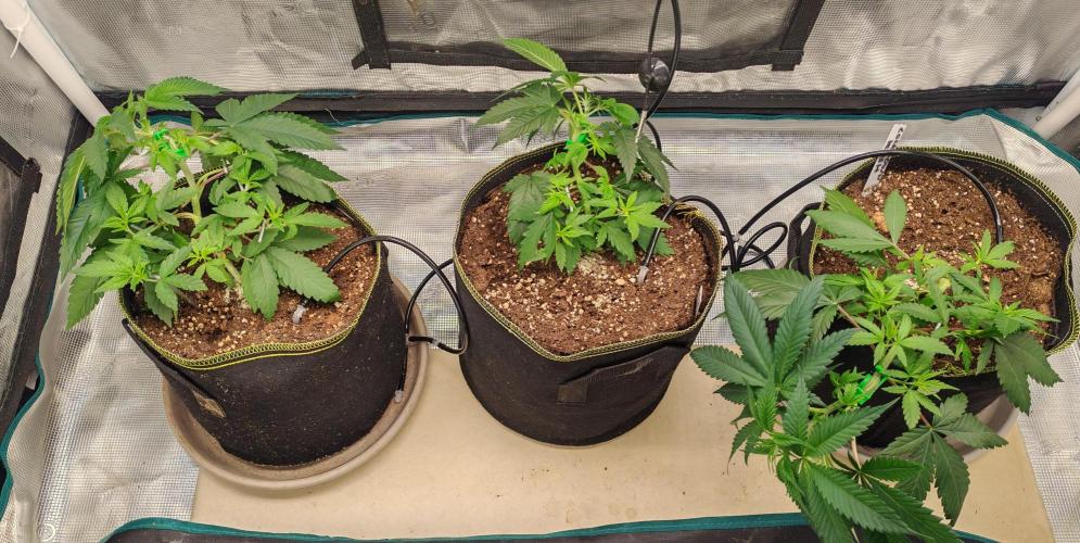 Winter grow. Week 5