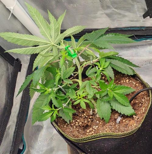 Winter grow. Week 5 - Cherry hills 