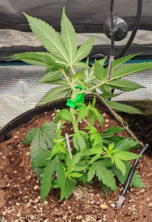 Winter grow. Week 5 - Banana kush cake 