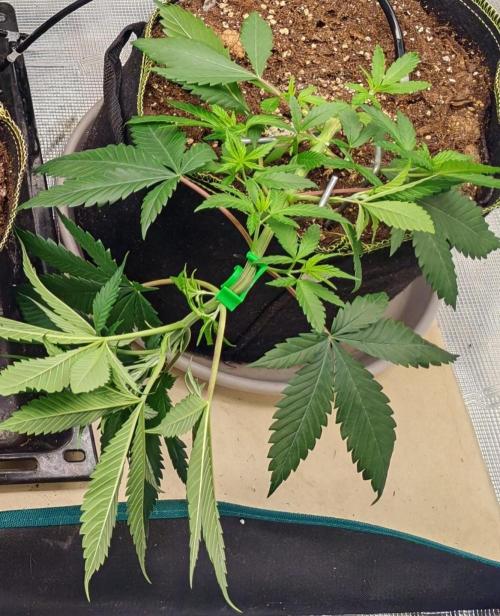 Winter grow. Week 5 - Lockdown kush 