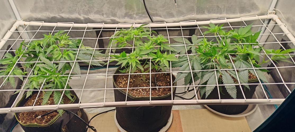 Winter grow. Week 7