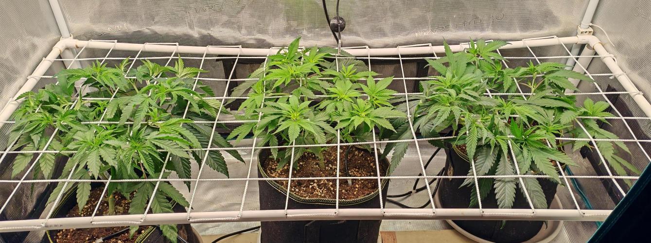 Winter grow. Week 7