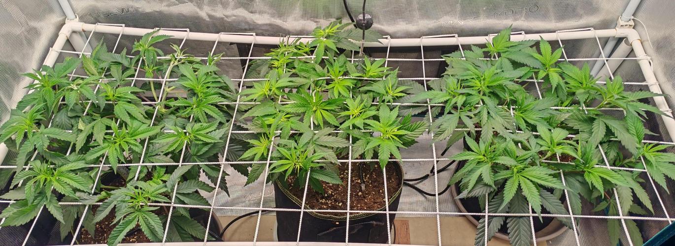 Winter grow. Week 8