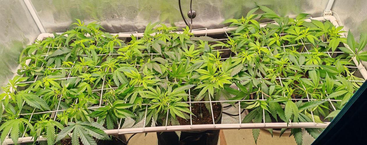 Winter grow. Week 9