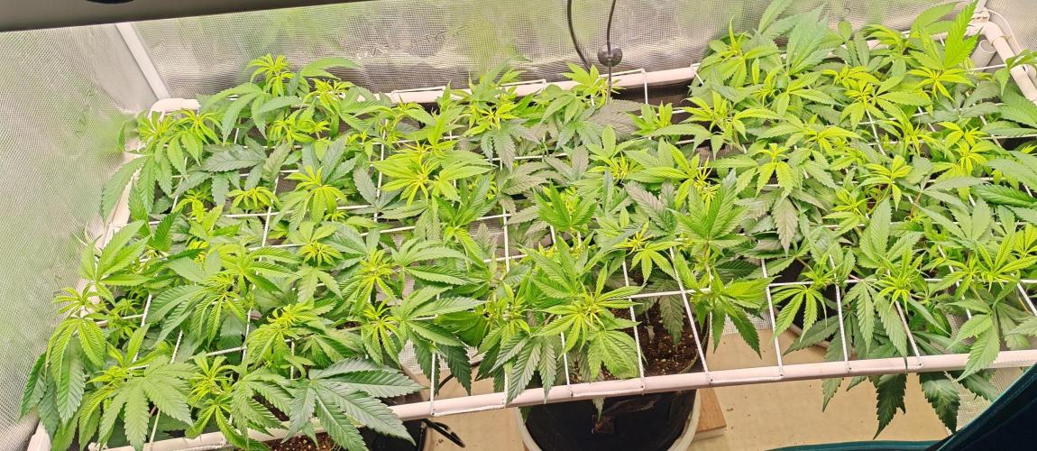 Winter grow. Week 10