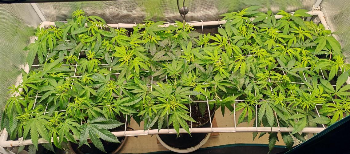 Winter grow. Week 10