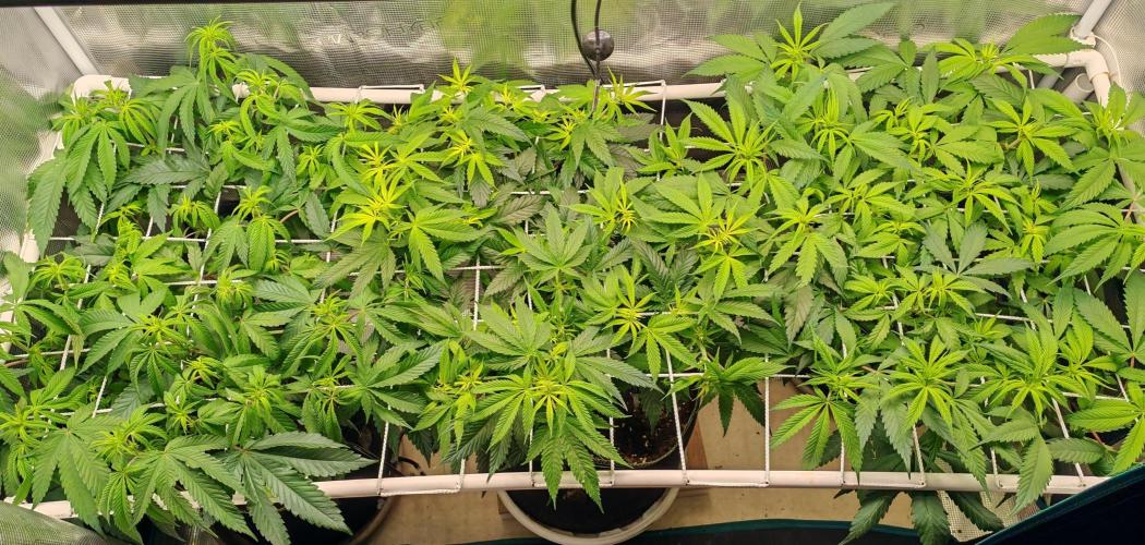 Winter grow. Week 10