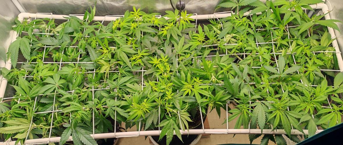 Winter grow. Week 10