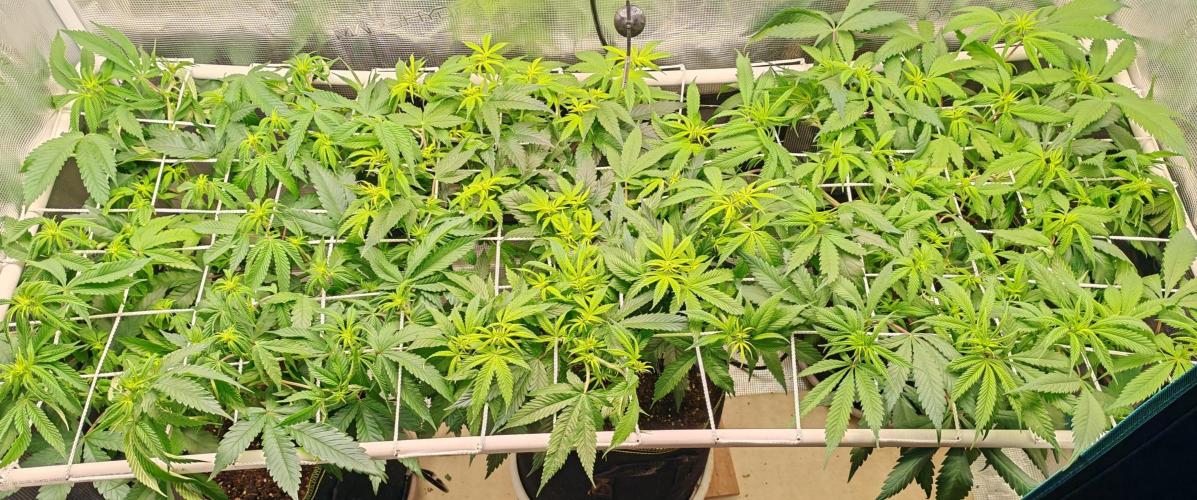 Winter grow. Week 11