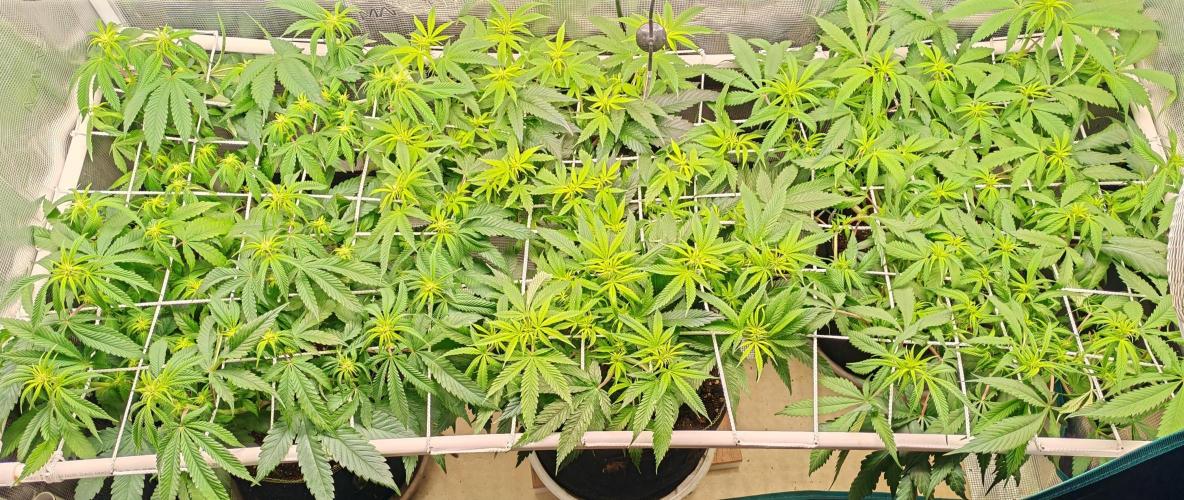 Winter grow. Week 11