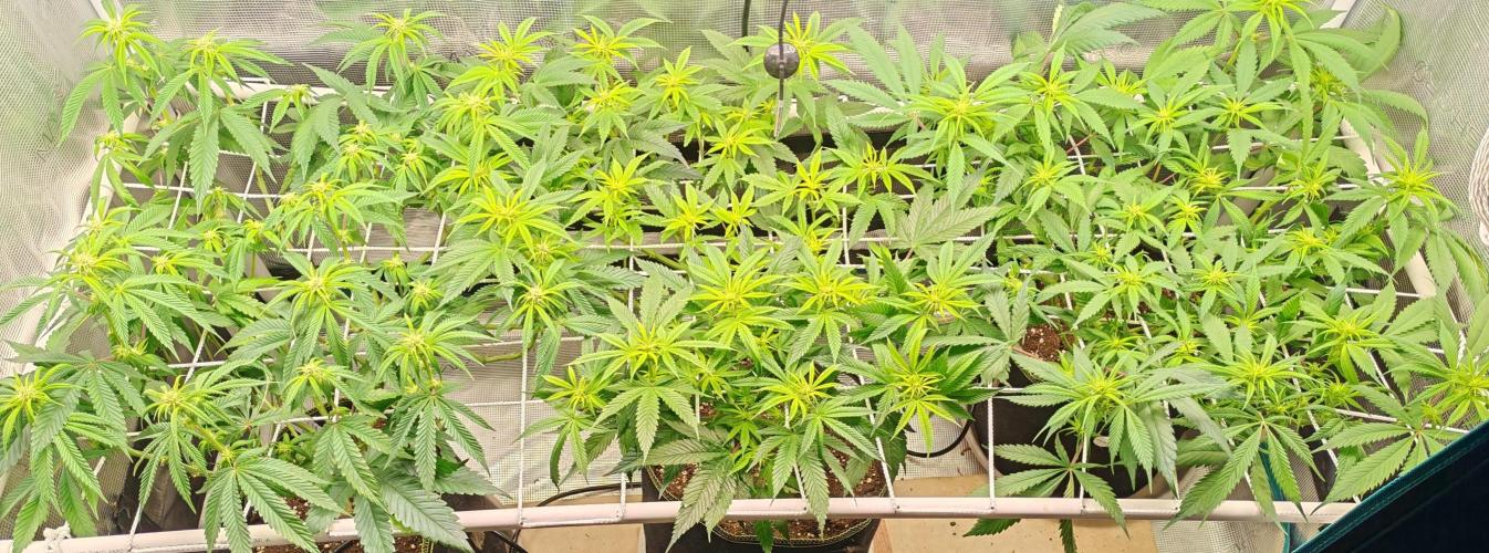 Winter grow. Week 11 - Grosse defoliation 