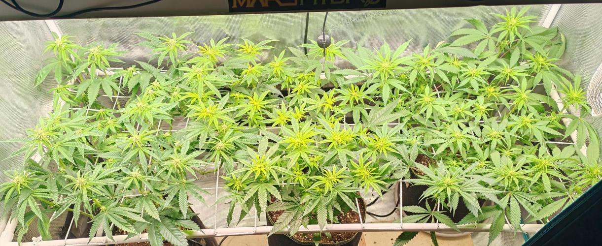 Winter grow. Week 11 - Jour 21