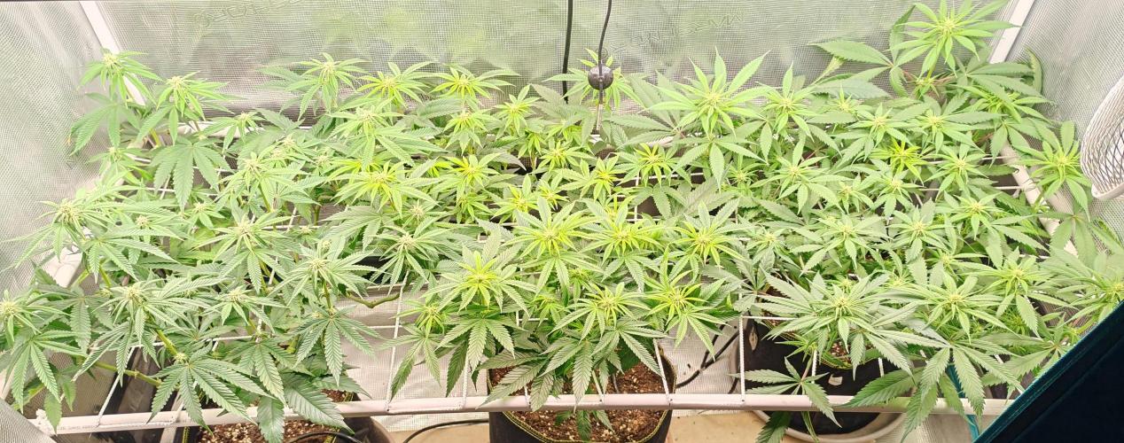 Winter grow. Week 12