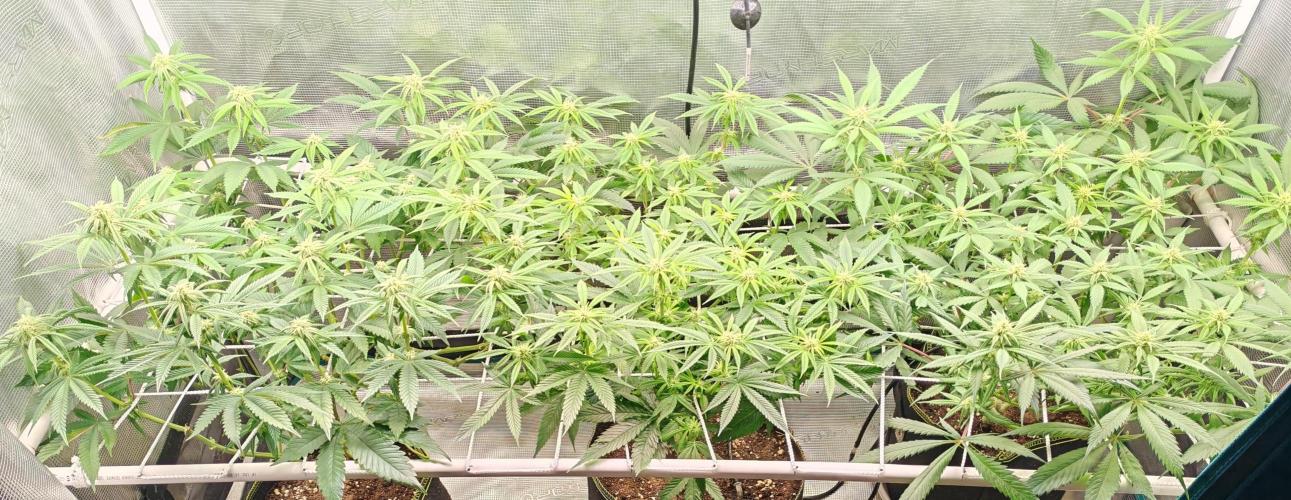 Winter grow. Week 12