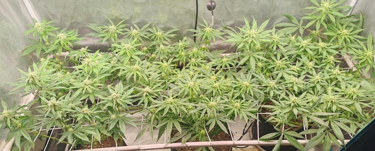 Winter grow. Week 12