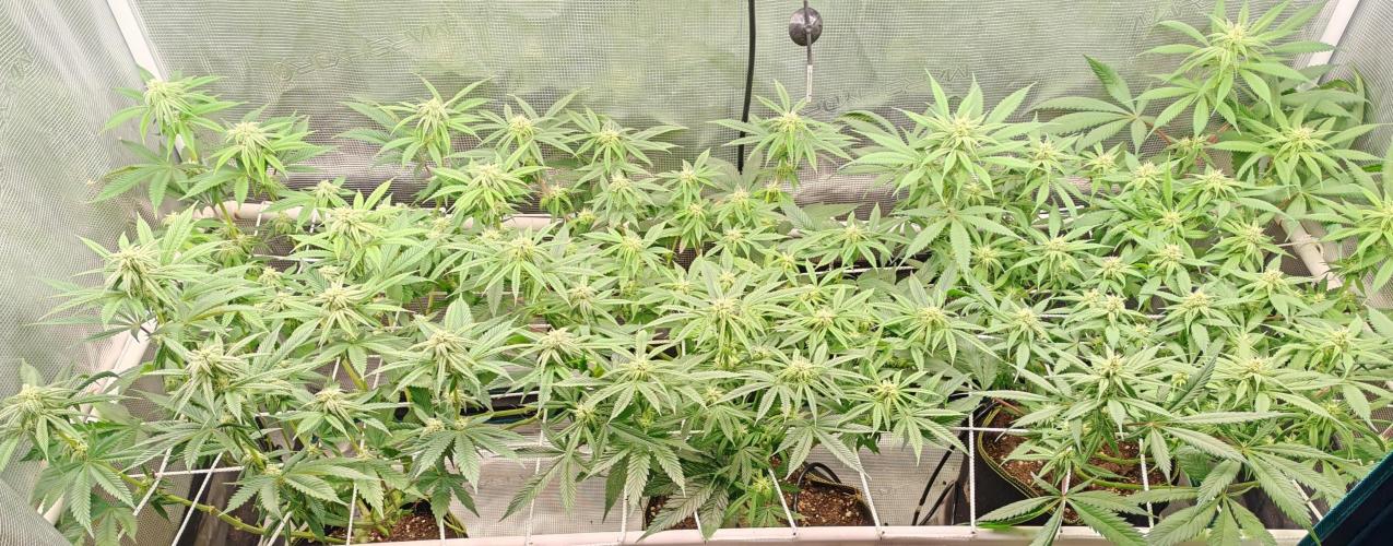 Winter grow. Week 12