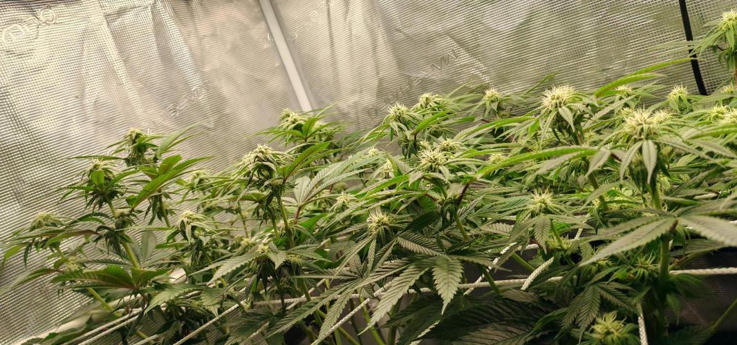 Winter grow. Week 12