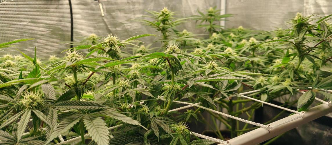 Winter grow. Week 12