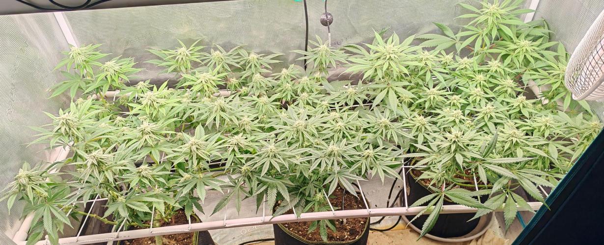 Winter grow. Week 13