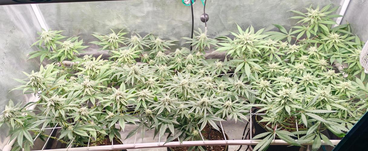 Winter grow. Week 13