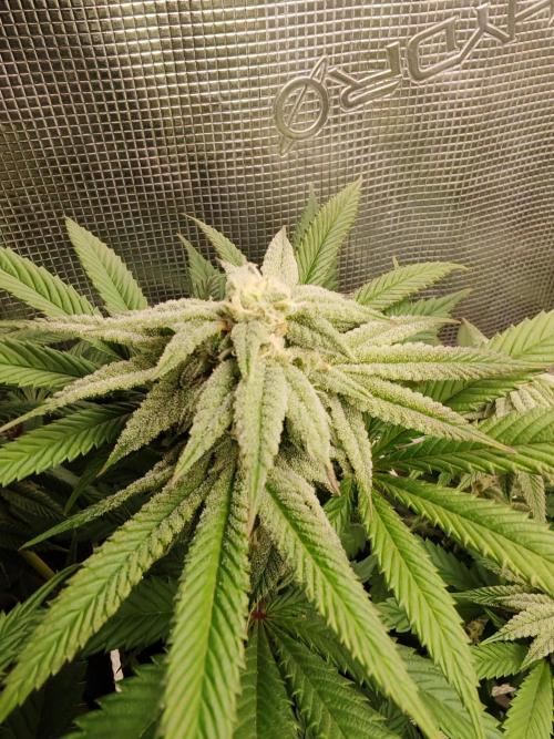 Winter grow. Week 13 - Cherry hills 