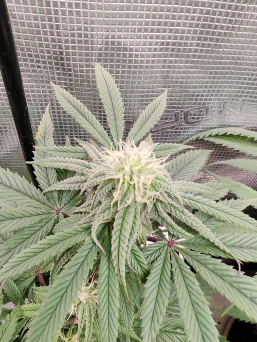 Winter grow. Week 13 - Banana kush cake 