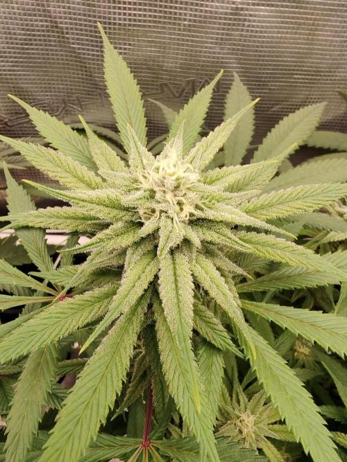 Winter grow. Week 13 - Lockdown kush 