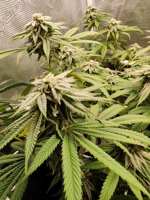 Winter grow. Week 14