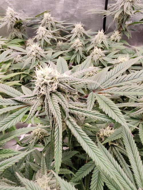 Winter grow. Week 14