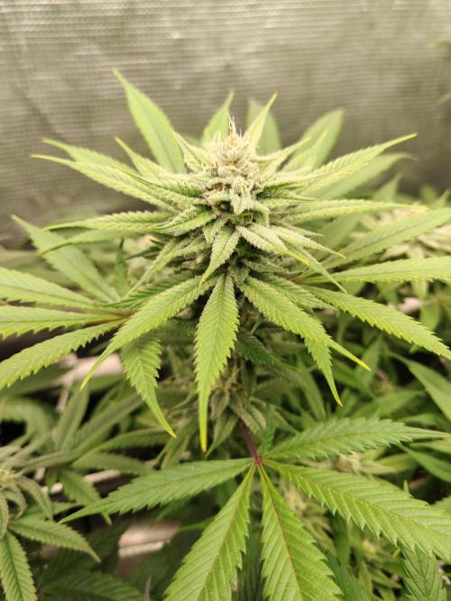 Winter grow. Week 14