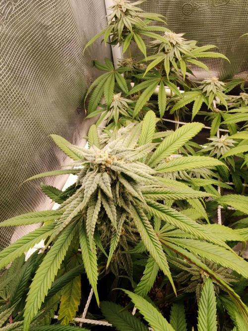 Winter grow. Week 14