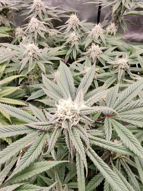 Winter grow. Week 14