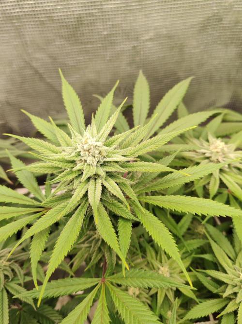 Winter grow. Week 14