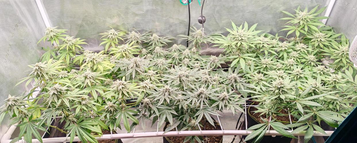 Winter grow. Week 14