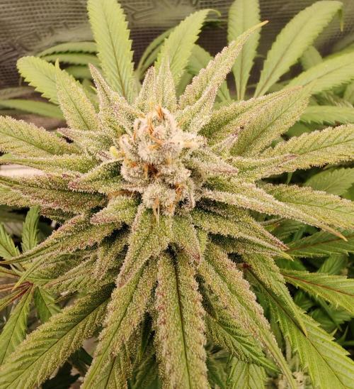 Winter grow. Week 15 - Cherry hills 