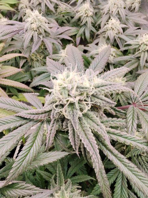 Winter grow. Week 15 - Banana kush cake 