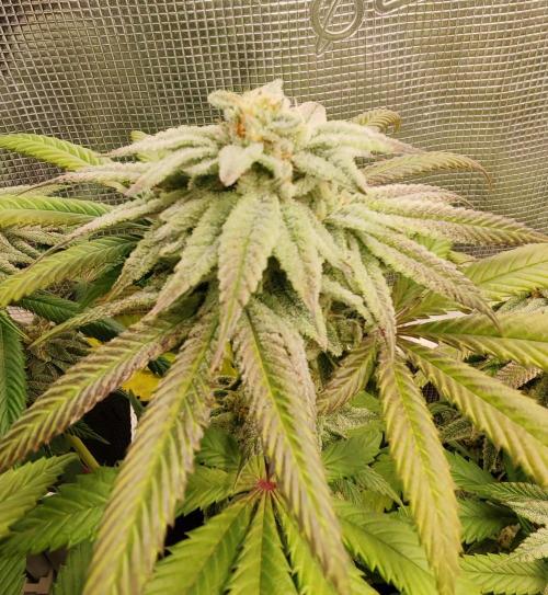 Winter grow. Week 15 - Lockdown kush 