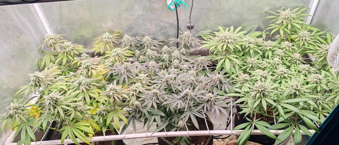 Winter grow. Week 15