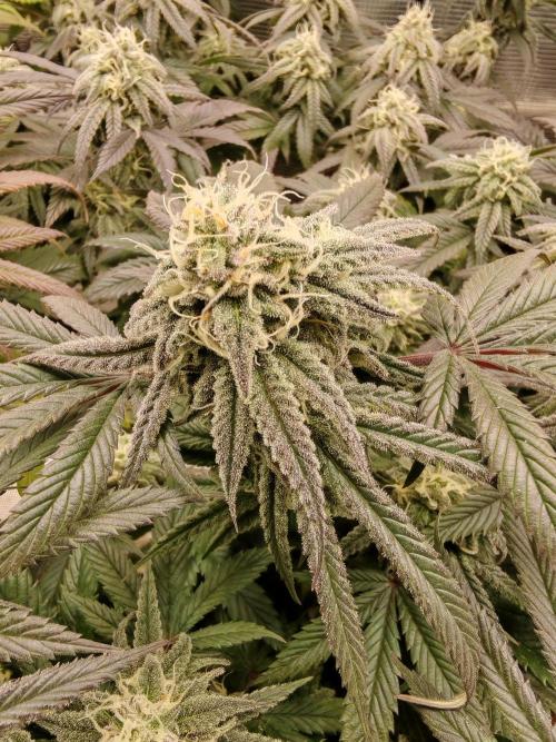 Winter grow. Week 15