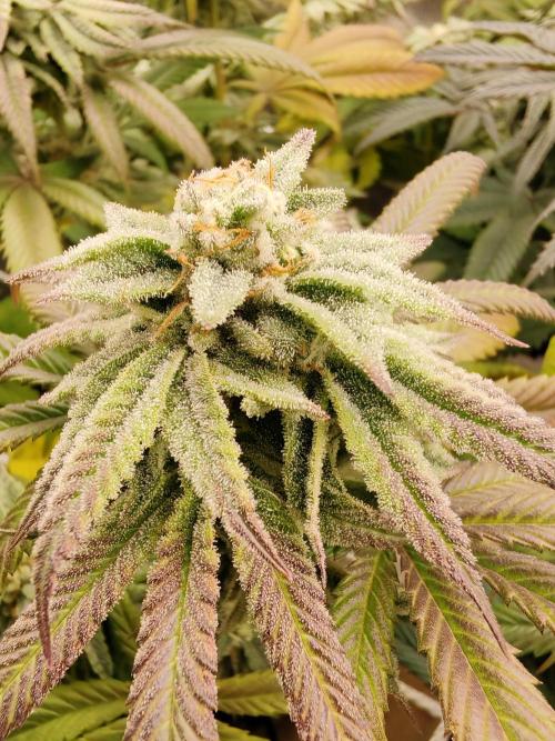 Winter grow. Week 15