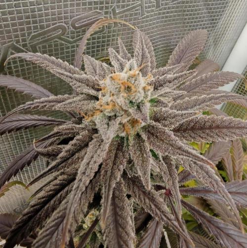 Winter grow. Week 16