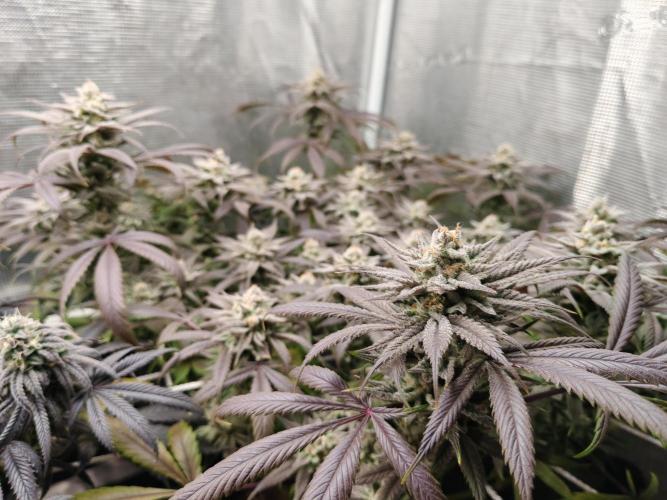 Winter grow. Week 16