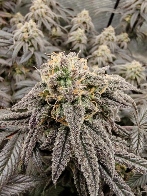 Winter grow. Week 16