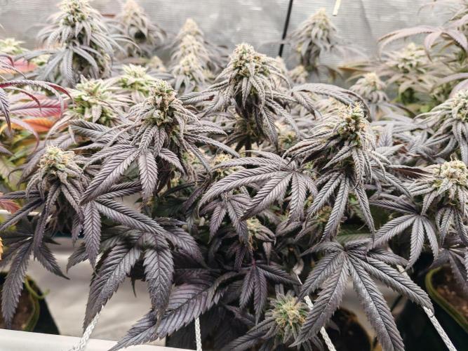 Winter grow. Week 16