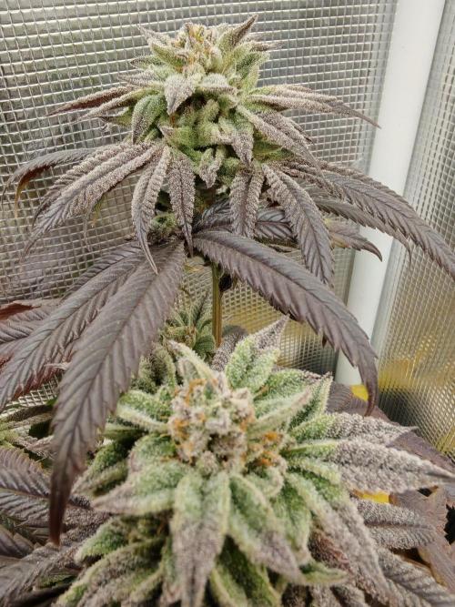 Winter grow. Week 16