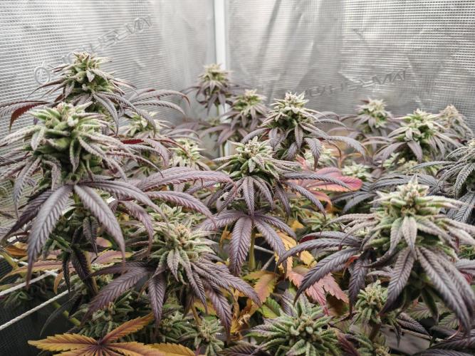 Winter grow. Week 16