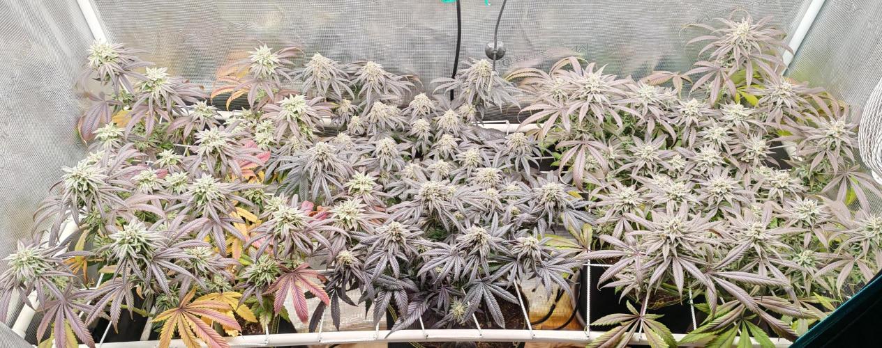 Winter grow. Week 16