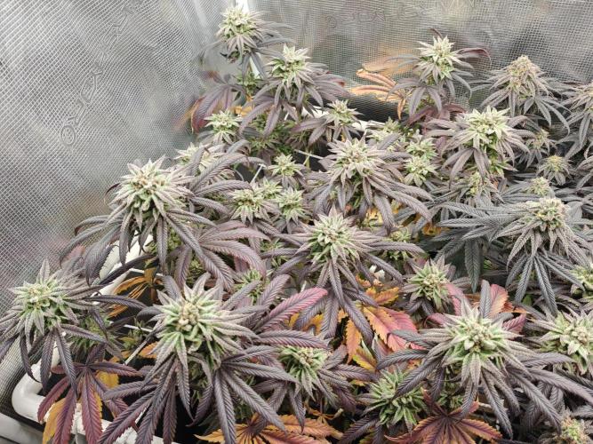 Winter grow. Week 17 - Cherry hills 