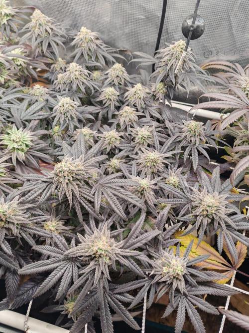 Winter grow. Week 17 - Banana kush cake 