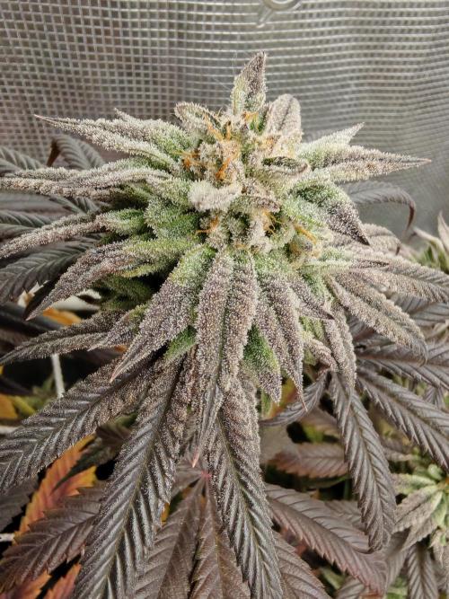 Winter grow. Week 17 - Ch